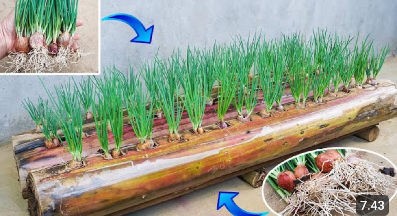 Tanaman bawang dalam pohon pisang (youtube Garden&nbsp;Ideas)