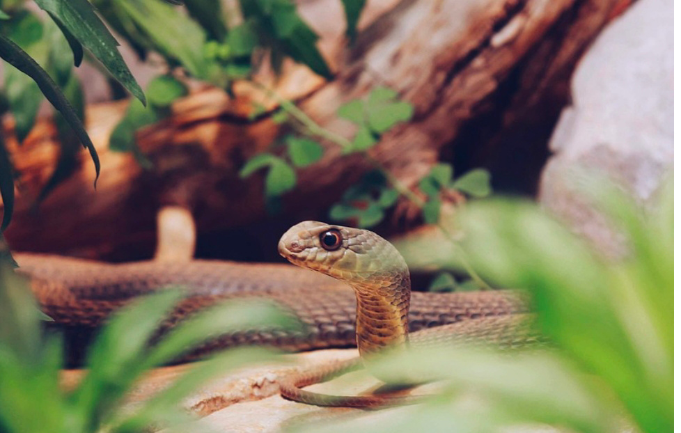 Ular juga memiliki kebiasaan berkelompok&nbsp;(pixabay).