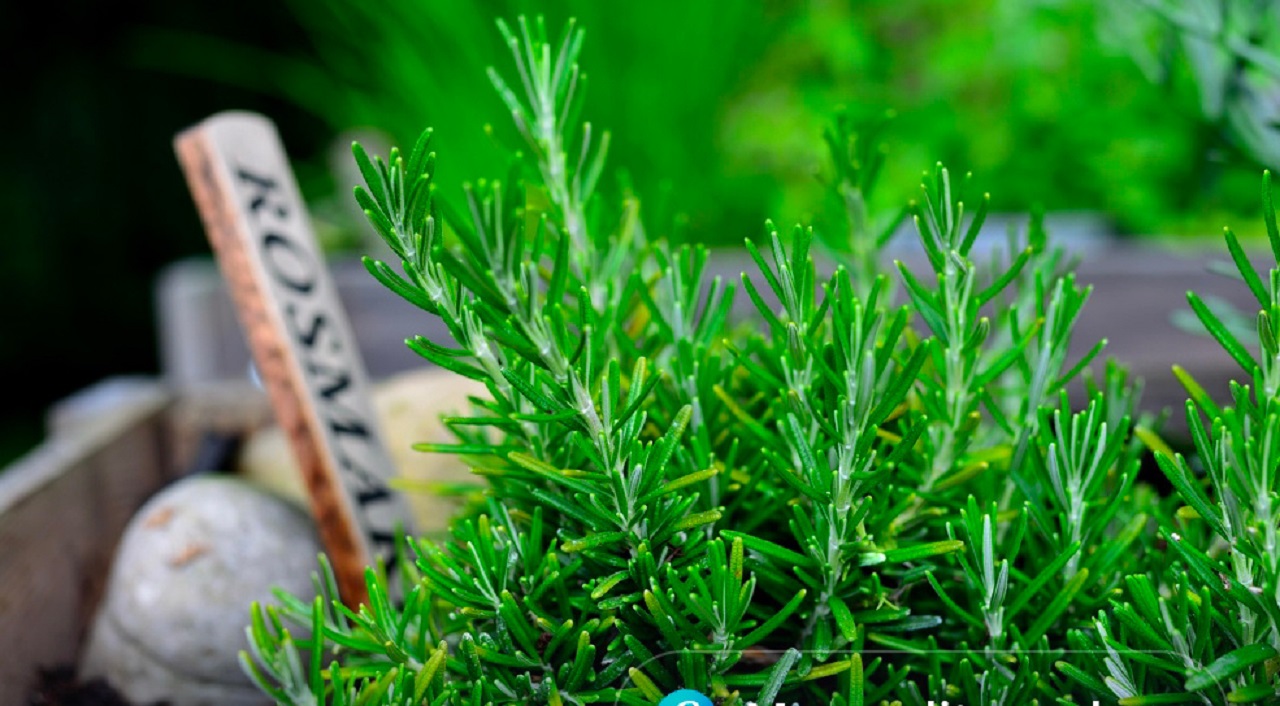 Tanaman Rosemary (pixabay.com)