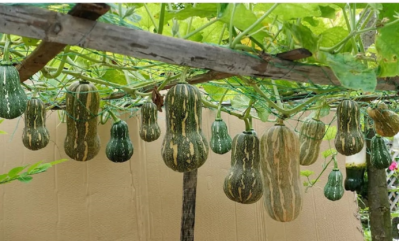 Labu kuning (youtube DIY Garden&nbsp;Idea).