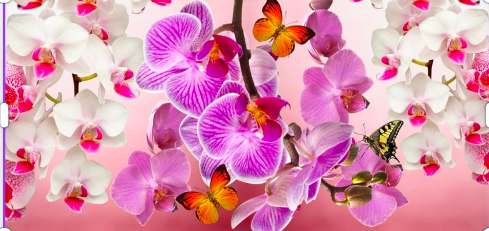 Anggrek, pixabay.com.