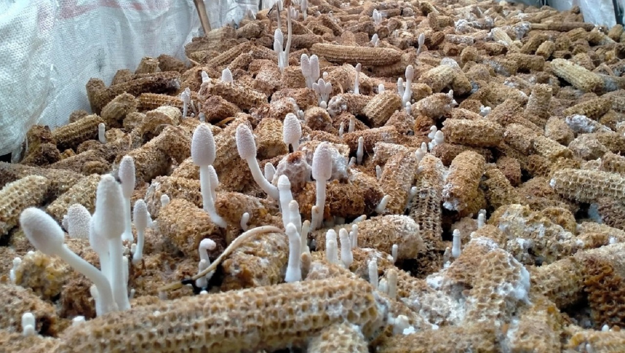 Jamur janggel (pixabay.com).