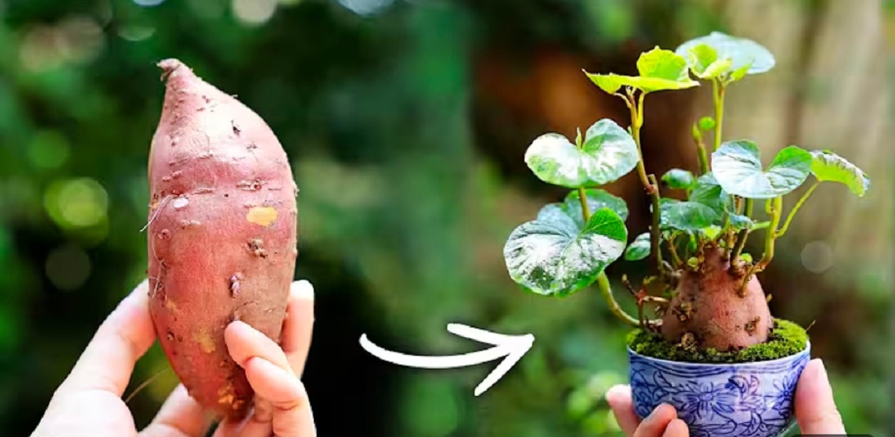Bonsai kentang (tangkap layar youtube AS&nbsp;Channel).