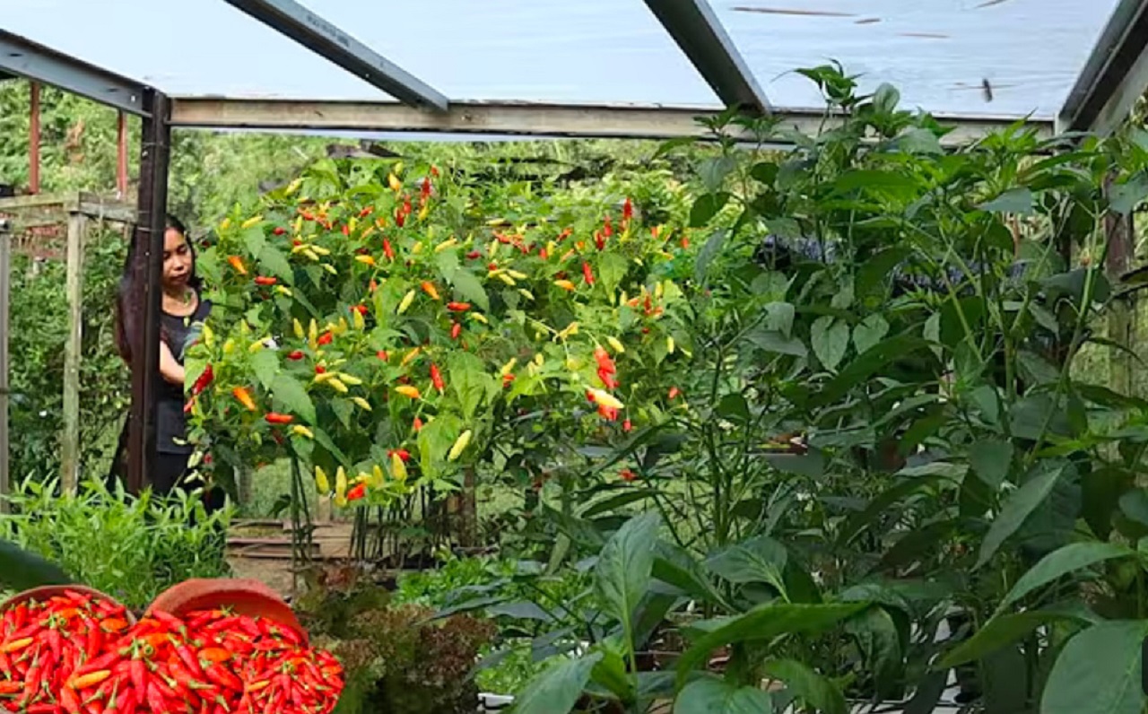 Tanaman dalam  hidproponik, Youtube Prada&nbsp;Gardening.