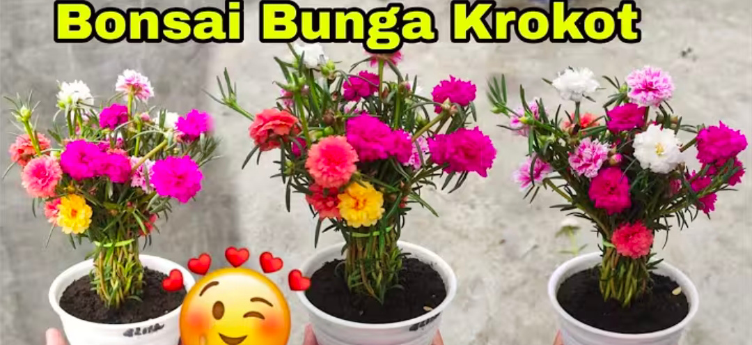 Krokot dalam vas, youtube Dewi&nbsp;Kemala.