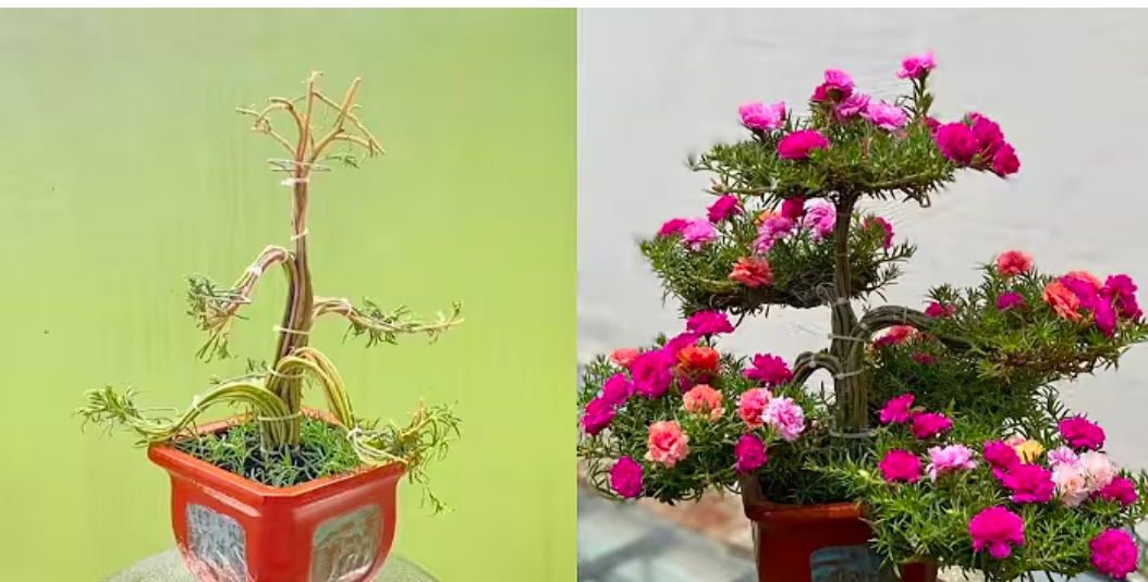 Krokot bonsai, youtube Meo Fat Cuot&nbsp;Song.