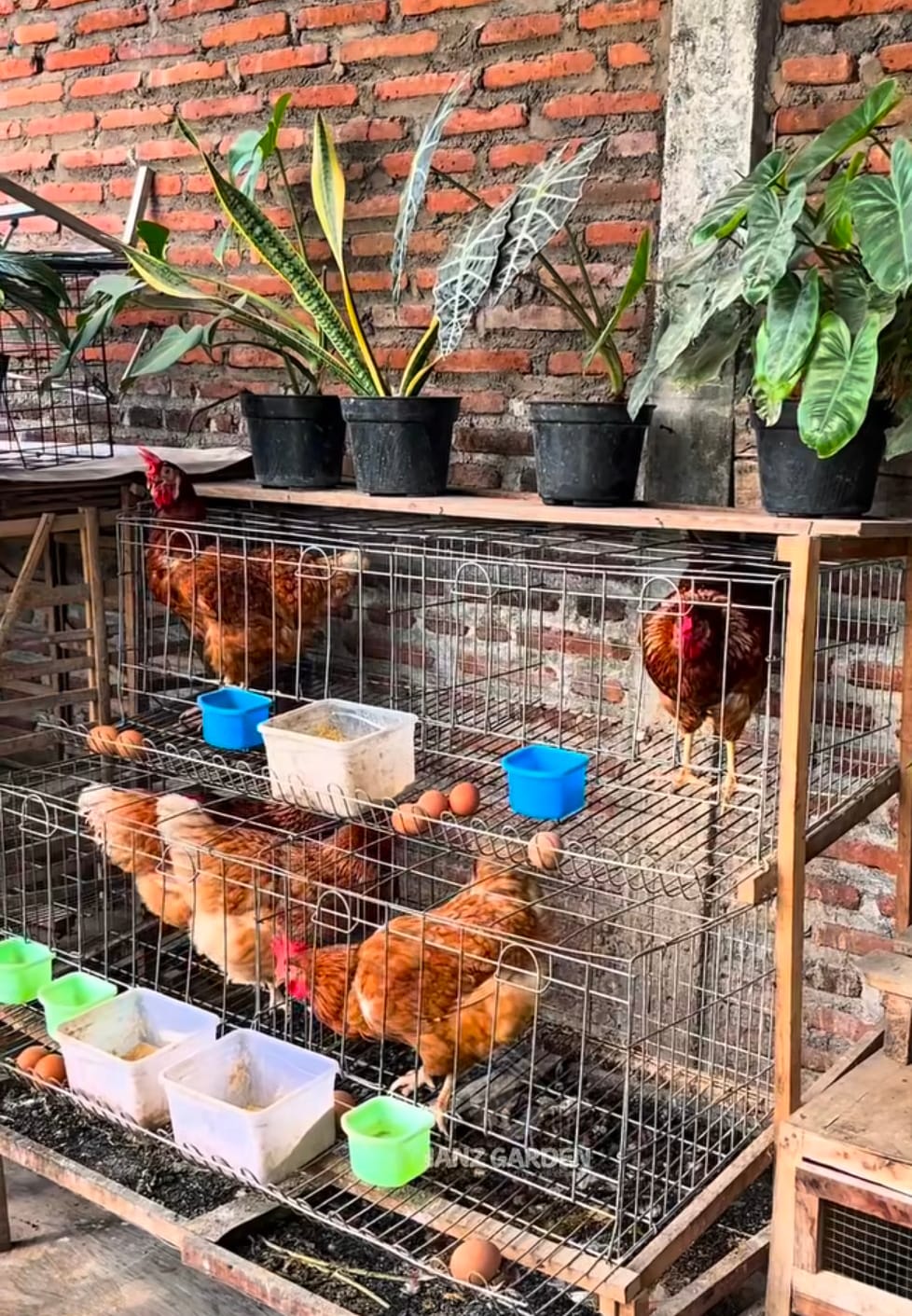 Beternak ayam (facebook Hanz Garden)