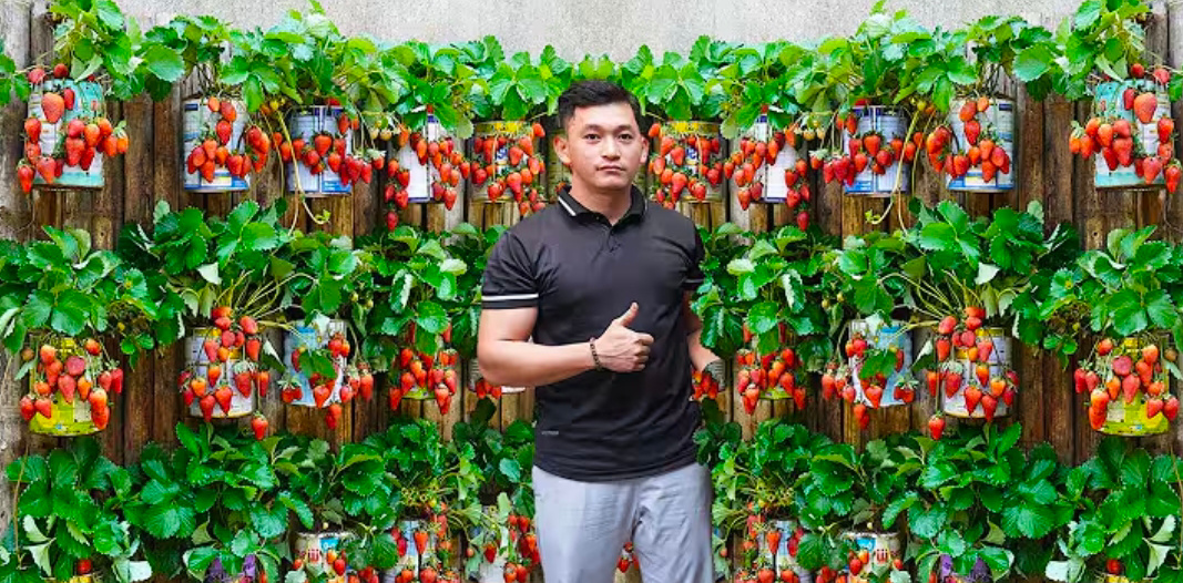 Tanaman stoberi dengan konser vertikal garden (youtube Dream&nbsp;Garden&nbsp;Ideas)