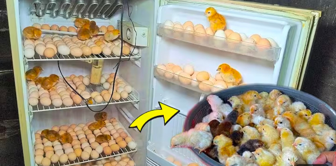 Kulkas lama dibuat jadi inkubator penetasan telur ayam, youtube Mian Inventions