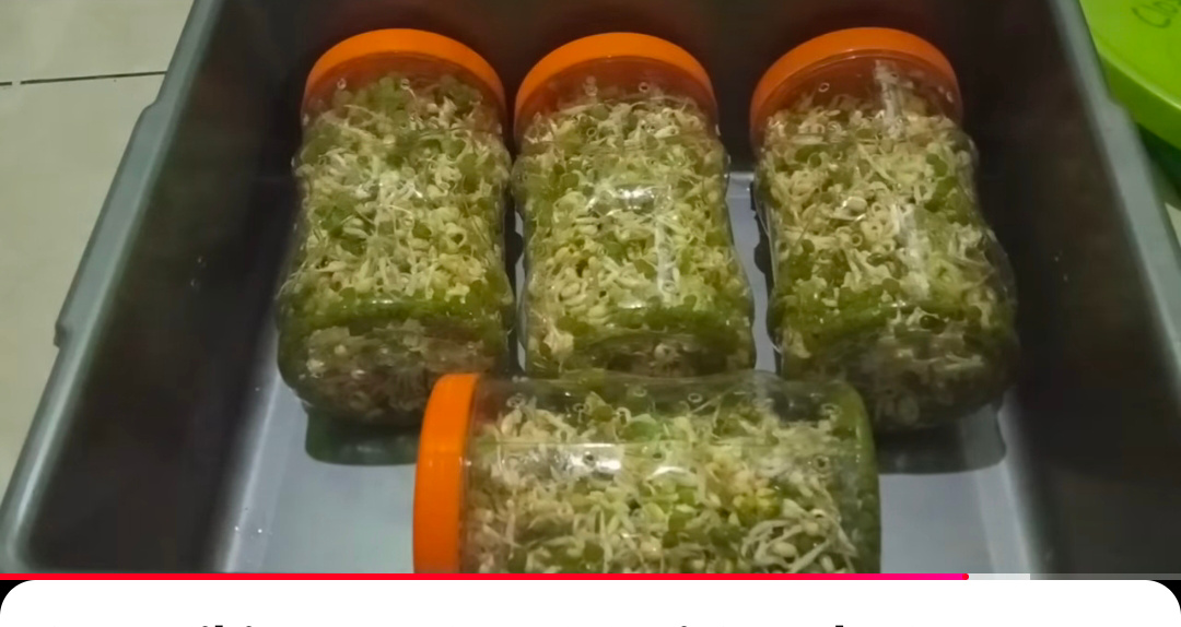 Toge dalam toples. (youtube Januari Nur&nbsp;Hidayat)