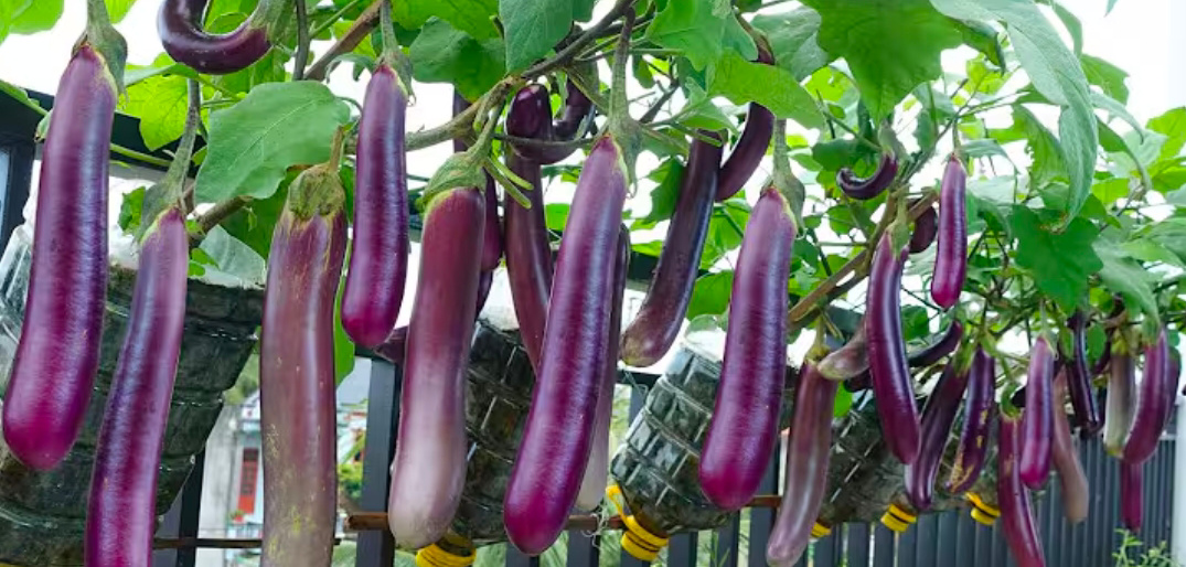 Tamanan terong (youtube DIY Garden)