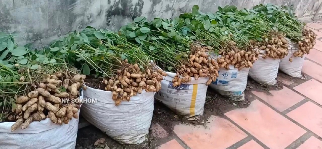 Tanaman kacang dalam goni (youtube NY&nbsp;Sokham)