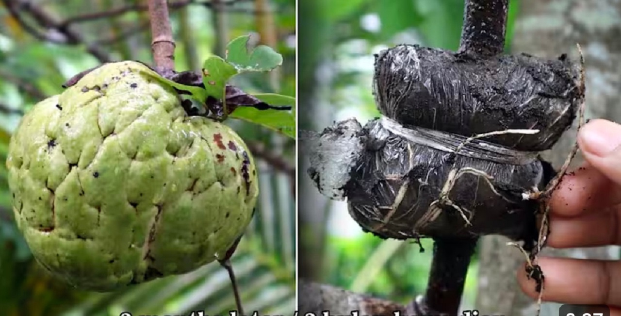 Mencangkok tanaman srikaya. (youtube Pemburu Ikan&nbsp;Cukin).