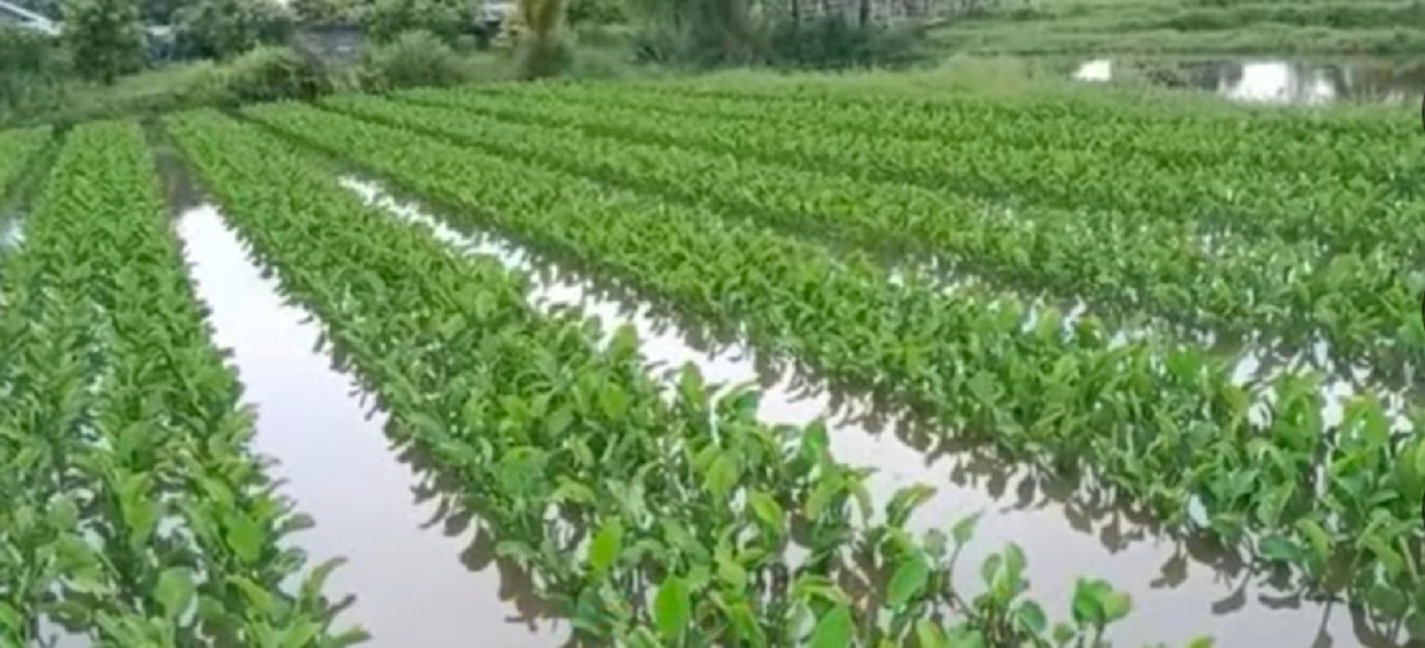 Ladang genjer, (youtube Agrotek)