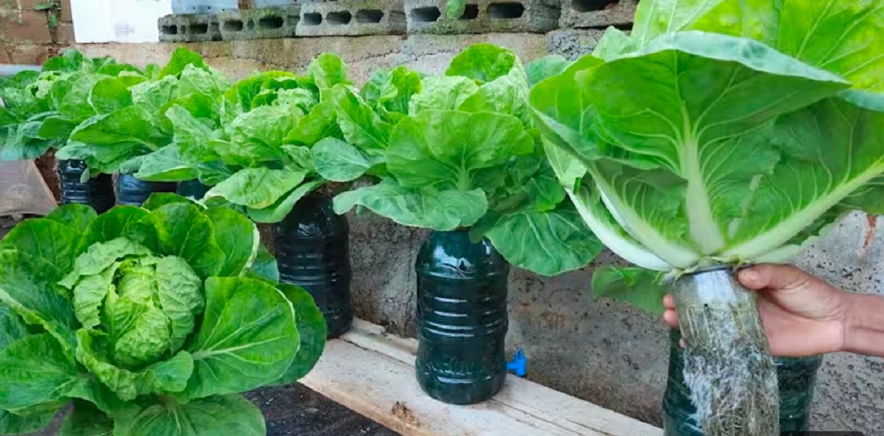 Tanaman kubis (youtube Bin Garden)v.