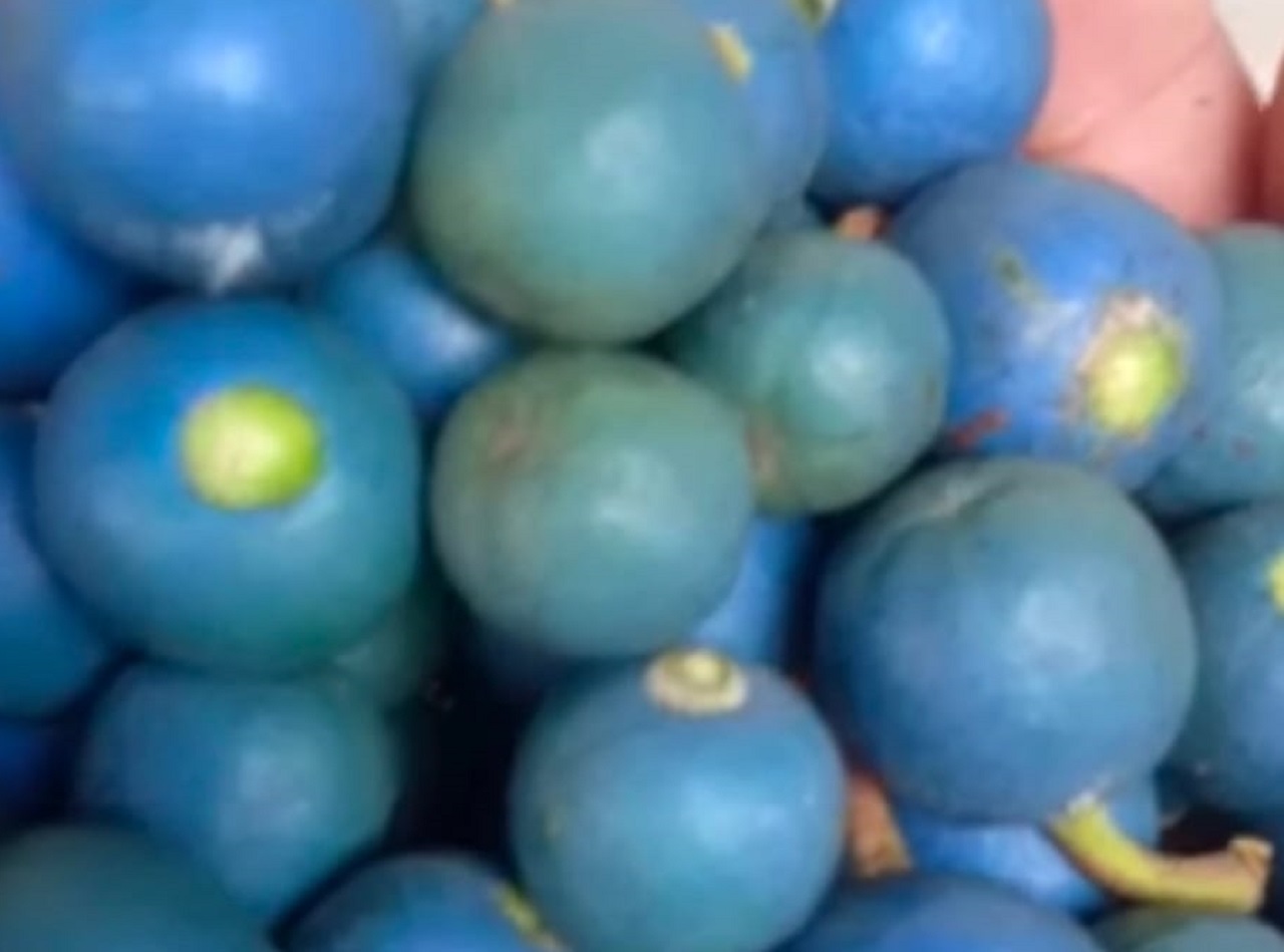 Buah genitri ,(youtube Rokimarisona).