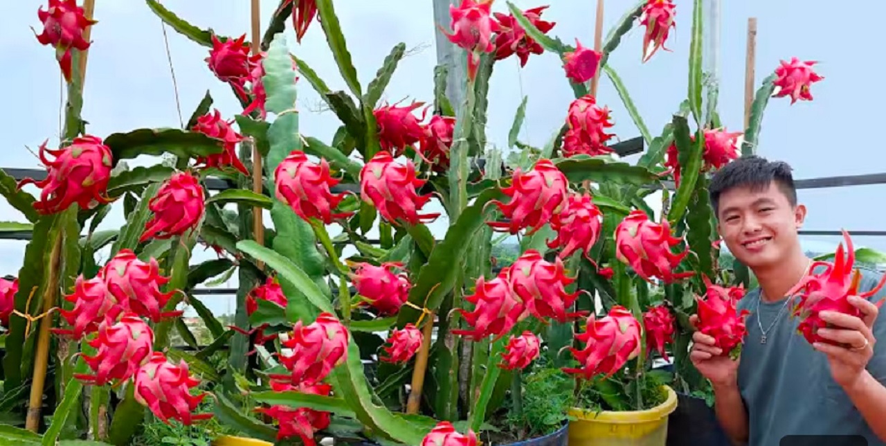 Tanaman buah naga (youtube Urban Gardenig).