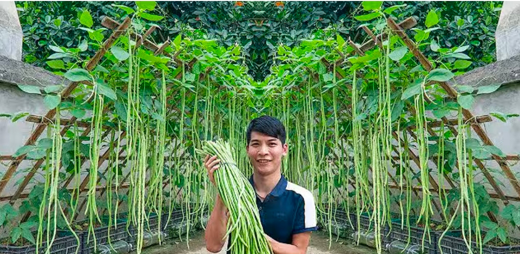 Tanaman kacang panjang (youtube Terrace Garden)