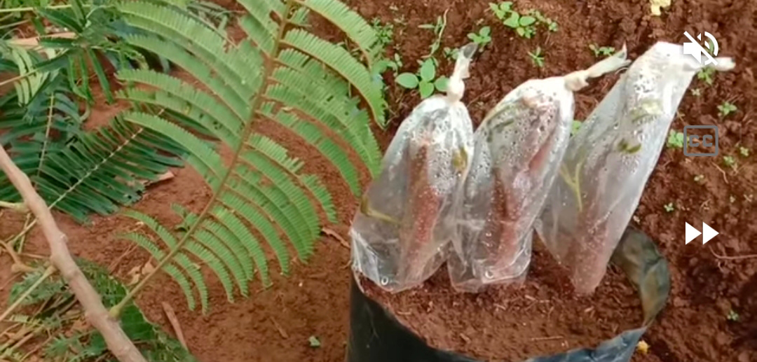 Steak batang petai (youtube Agriculture grafting)