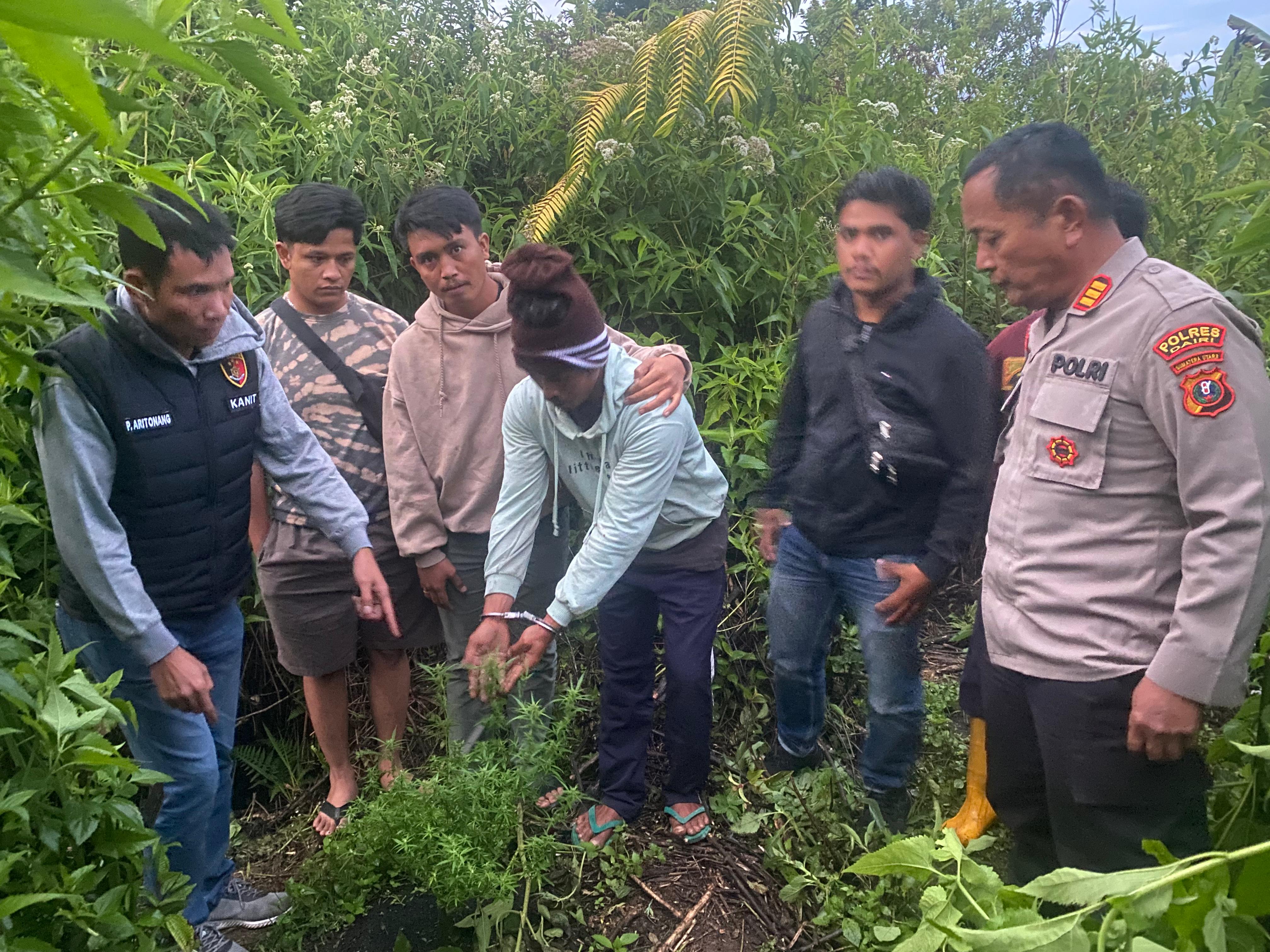 DITANGKAP. Seorang petani inisial, AK (40) warga Desa Pargambiran, Kecamatan Sumbul, Dairi ditetapkan sebagai tersangka kepemilikan 3 batang pohon ganja saat ditangkap, Mingggu (7/9/2025).