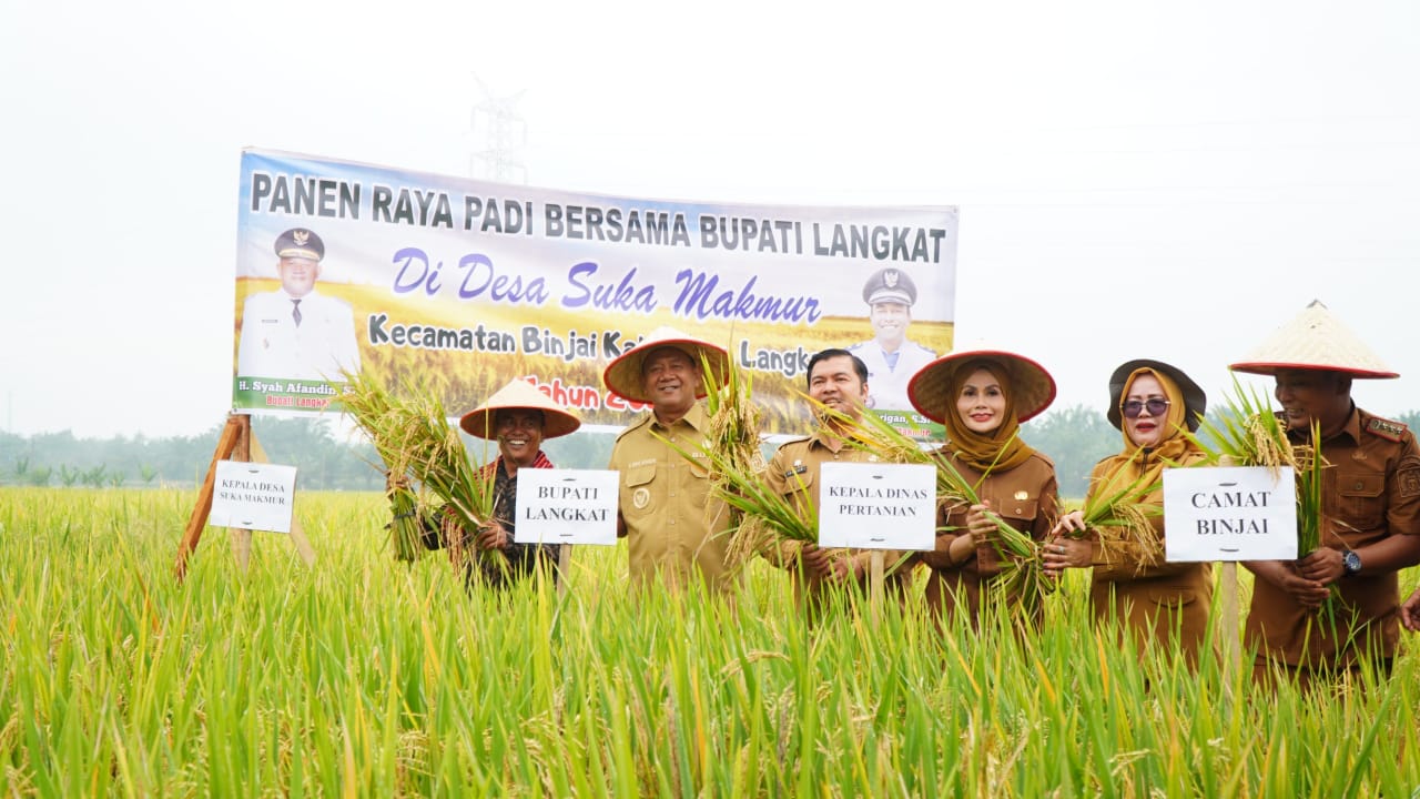 Bupati Langkat, Syah Afandin panen raya di Desa Sukamakmur, Kecamatan Binjai. (Diskominfo Langkat/Sumut Pos)