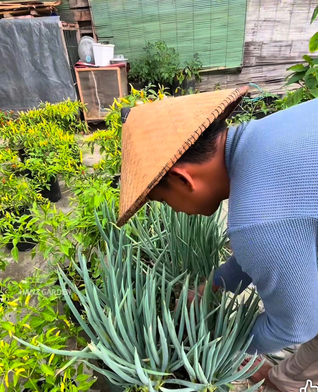 Sayuran yang dapat ditaman di halaman rumah (Facebook&nbsp;Hanz&nbsp;Garden).
