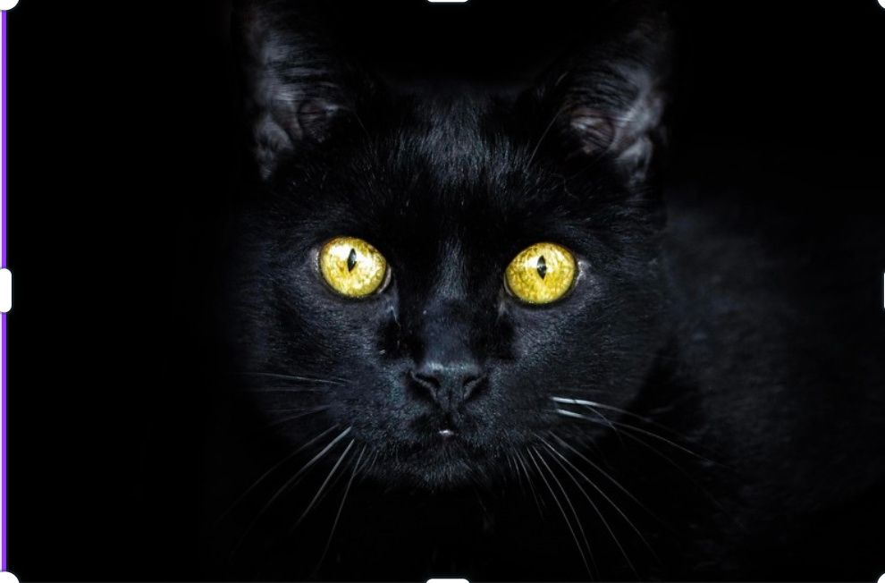 Ilustrasi sisi gelap kucing, pixabay.&nbsp;com.