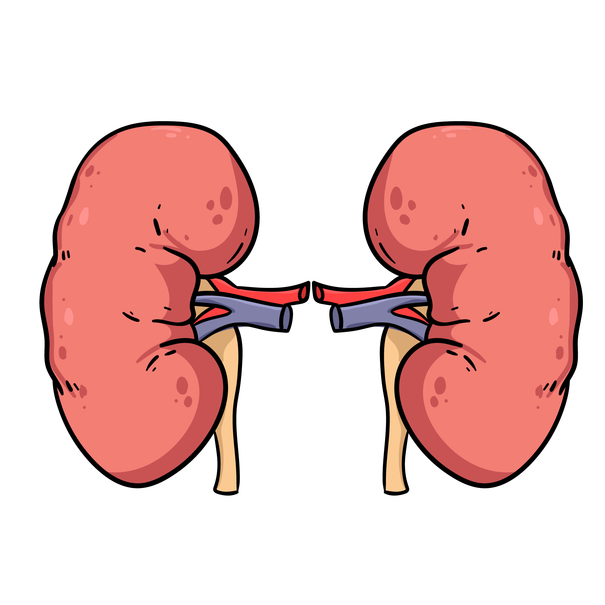 ILUSTRASI: Ada beberapa kebiasaan yang dapat merusak ginjal. (FREEPIK)