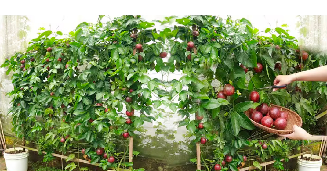 Tanaman markisa (youtube EY Gardening).