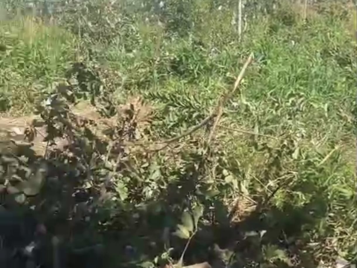 Kondisi tanaman jambu milik Jusen Surbakti yang ditebangi oknum kades melalui orang suruhannya.(Istimewa/Sumut Pos)