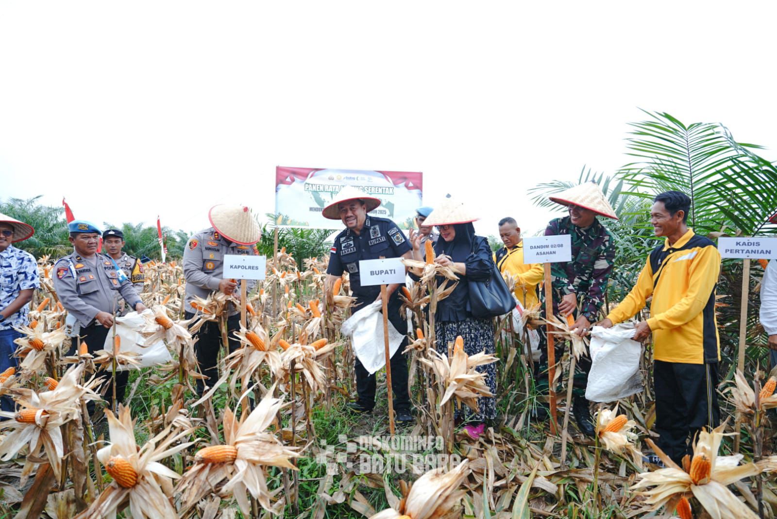 PANEN: Bupati Batubara H. Baharuddin Siagian, saat Panen Raya Jagung Serentak Kuartal III, di Areal Desa Perkebunan Tanjung Kasau, Laut Tador, Batubara, Sabtu (27/9/2025). (Dok: Kominfo Batubara)