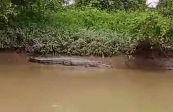 Kemunculan buaya hebohkan masyarakat di aliran Sungai Besitang. (Istimewa/Sumut Pos)