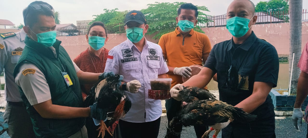 MUSNAH: Karantina dan Bea Cukai Sumatera Utara melakukan pemusnahan media pembawa selundupan hasil penindakan tim P2 KPPBC TMP B Medan pada Jumat (10/10/2025). (Dok: istimewa)