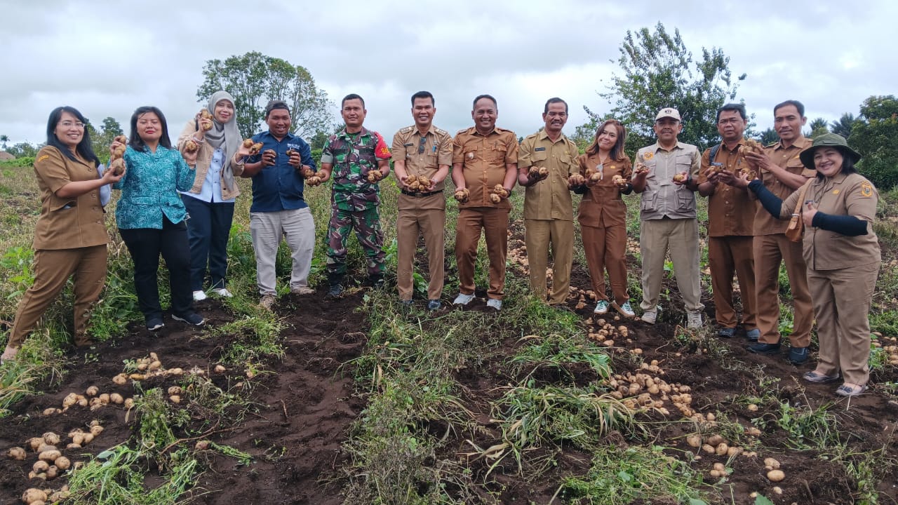 Camat Sitinjo, Untung Roy Nahampun, Kepala Desa Sitinjo, Olihin Kudadiri bersama Direktur BUMDes Sada Ukur, Bercius Purba menunjukkan kentang hasil panen perdana di Dusun V Tinjo Payung, Desa Sitinjo,