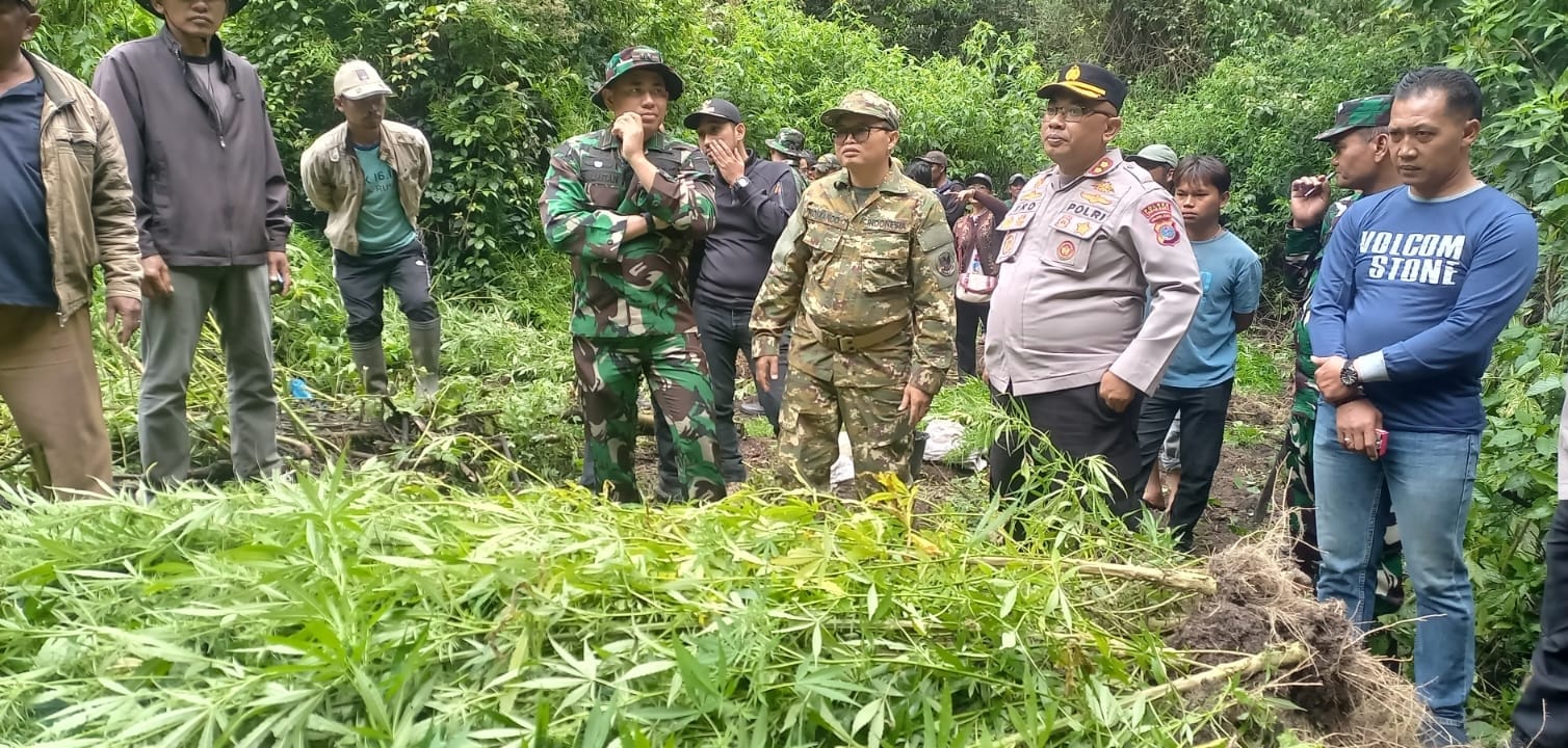 PIMPIN: Dandim 0205/TK Letkol Inf Robert Panjaitan didampingi Wakil Bupati Karo dan Kapolres memusnahkan ganja di Gunung Sibuatan, Pancur Batu. (Dok: istimewa for Sumut Pos)