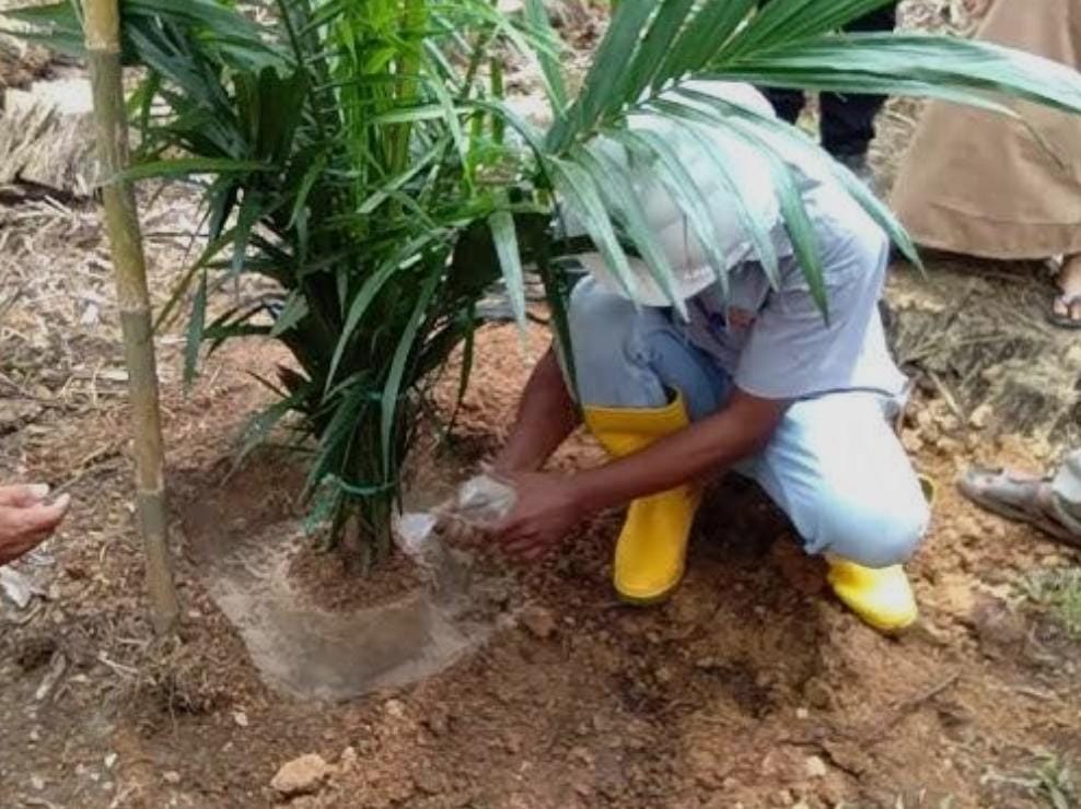 Salah seorang Petani menanambibit sawit unggul. (ISTIMEWA/SUMUT POS)