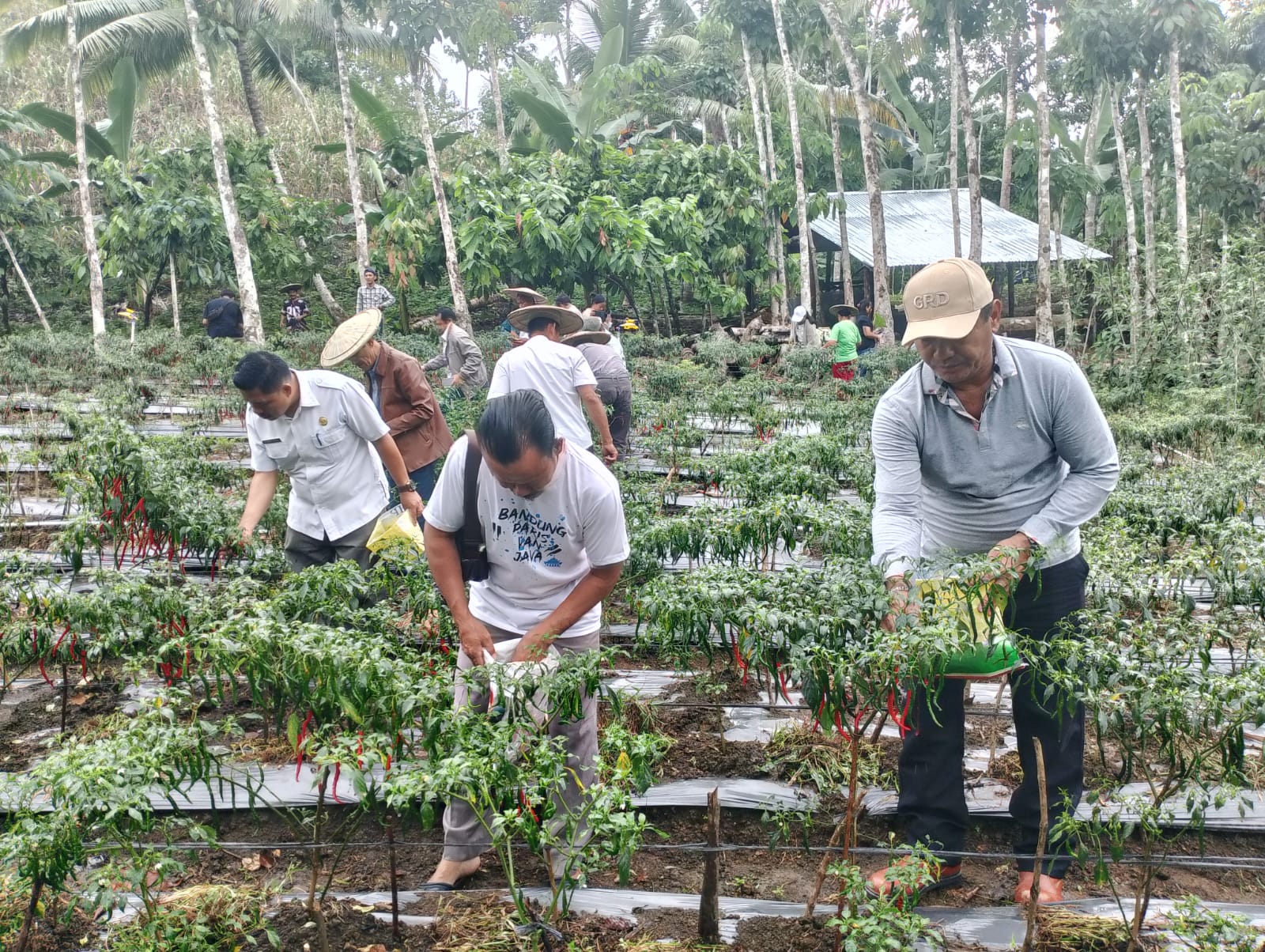 Wabup Nisel, Ir. Yusuf Nache, ST.,MM (pakai topi) didampingi Kades Hilisataro Nandisa, dan Kadis PMD  panen cabai.  ( Eriusman Duha/Sumut Pos)