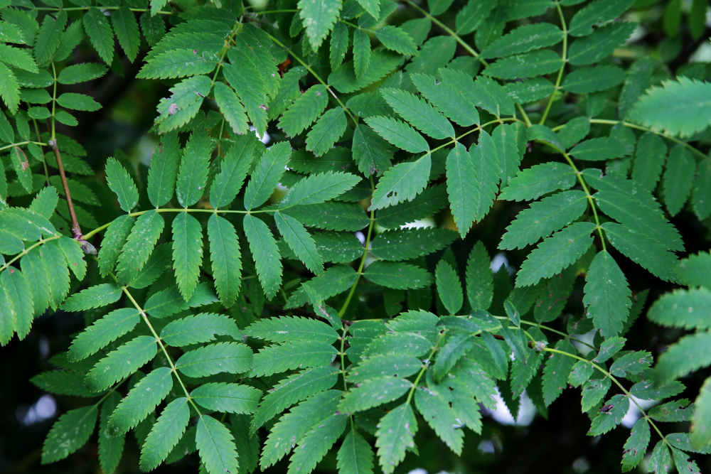 daun kelor. (FREEPIK)