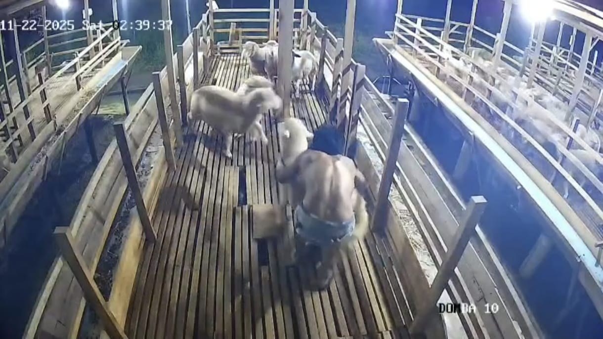 Pelaku beraksi mencuri hewan ternak domba Terekam CCTV. (Istimewa/Sumut Pos)