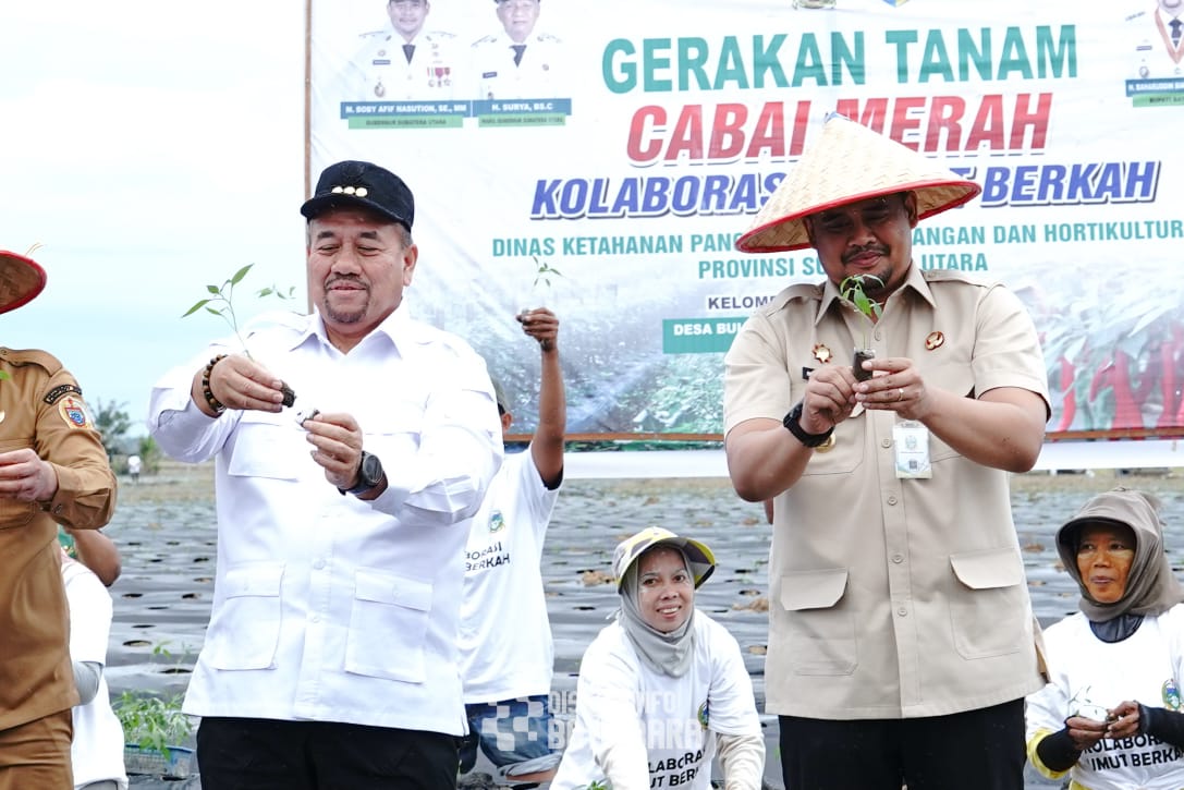 Bupati Batubara H. Baharuddin Siagian, S.H., M.Si bersama Gubernur Sumut Bobby Afif Nasution, S.E., M.M gerakan tanam cabai merah bersama kelompok tani, Desa Bulan-Bulan, Kecamatan Lima Puluh Pesisir.
