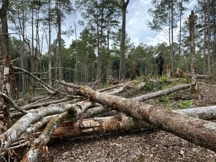 KAYU: Gelondongan kayu dari sisa bencana banjir bandang yang ada di Kabupaten Langkat. (Dok: Istimewa/Sumut Pos)