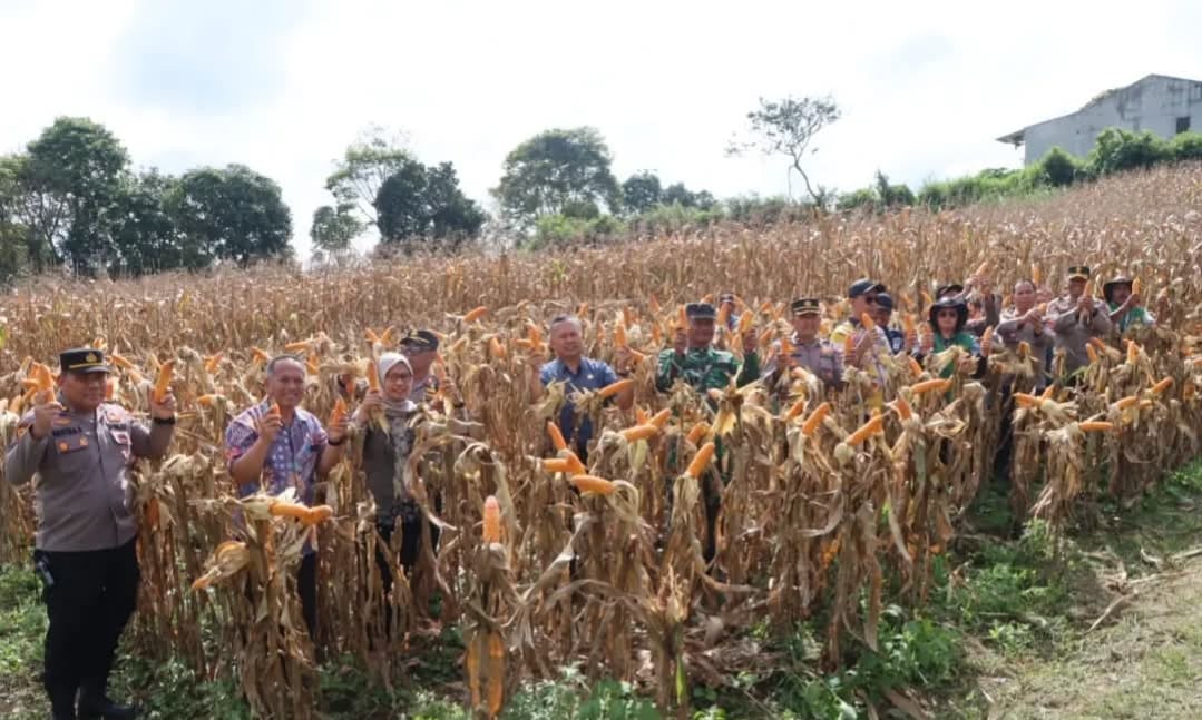 PANEN: Polres Karo panen jagung di lahan binaan di Tigapanah. (SOLIDEO/SUMUT POS)