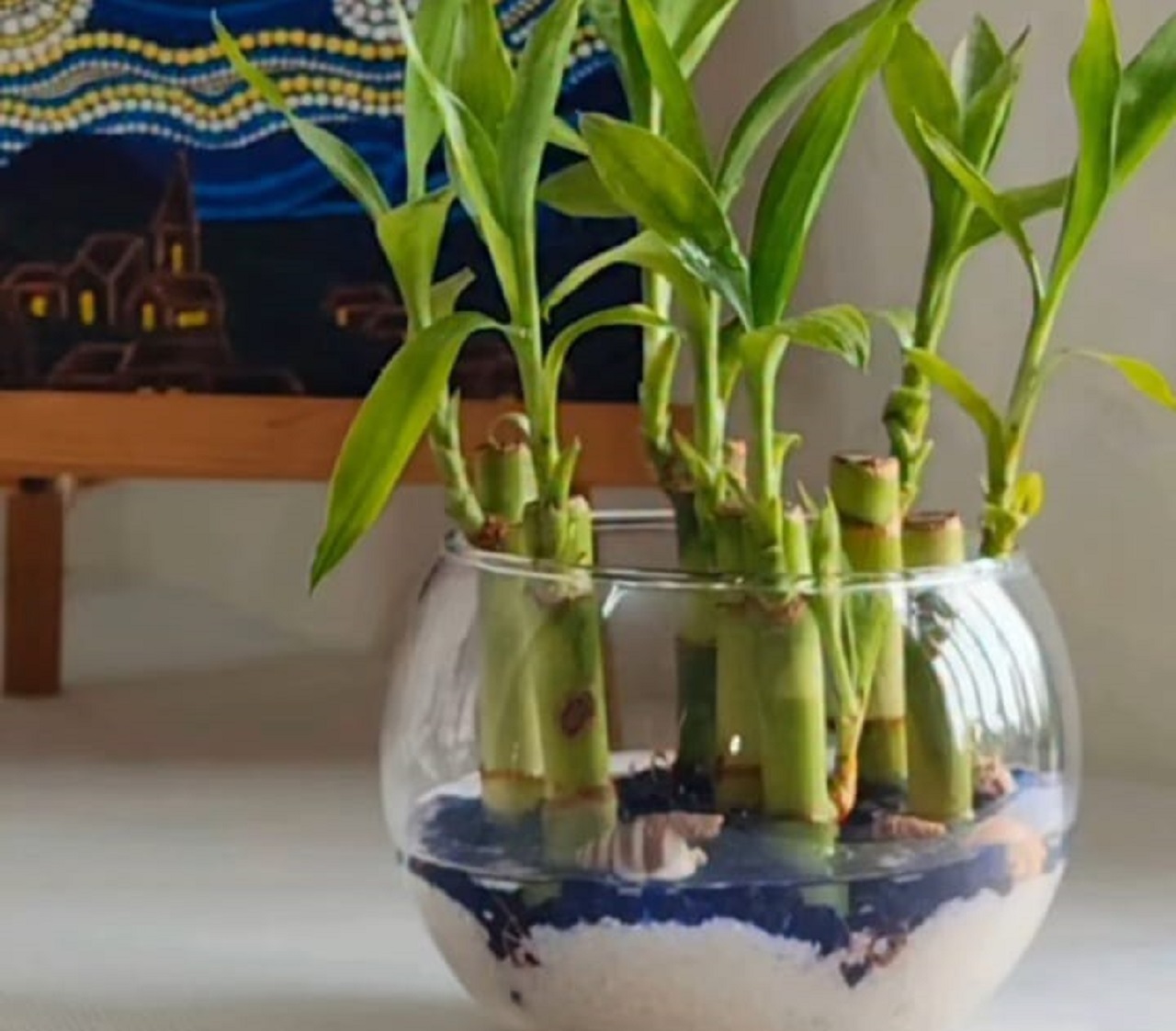 Ilustrasi, lucky bamboo atau bambu keberuntungan dipercayai menjadi salah satu tanaman hias yang membawa hoki pada 2026. (Instagram @plant.o.art)