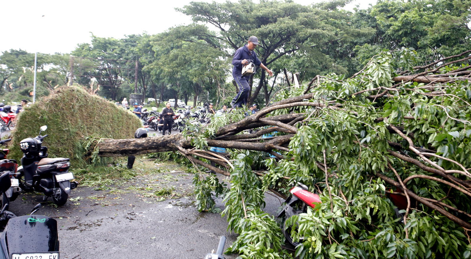 Petugas BPBD Surabaya melakukan pemotongan pohon tumbang akibat diterjang angin puting beliung di seputaran bandara Juanda, Surabaya. (JAWA POS/SUMUT POS)