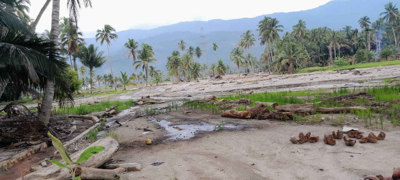 ratusan hektare sawah masih tertimbun pasir, batu, kayu, dan material sisa banjir bandang Sungai Batang Angkola. (Subanta/Sumut Pos)