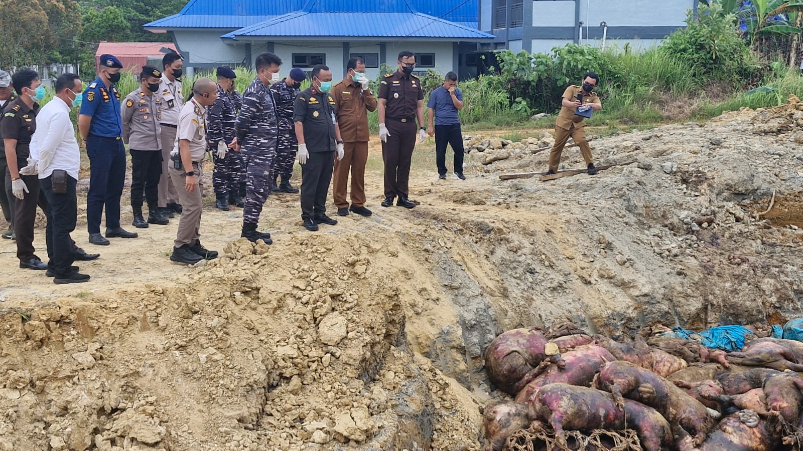 MUSNA: Badan Karantina Indonesia melalui Karantina Sumatera Utara melaksanakan pemusnahan terhadap 227 ekor babi ilegal yang masuk ke Kepulauan Nias, Senin (19/1/2026). (Dok: istimewa)