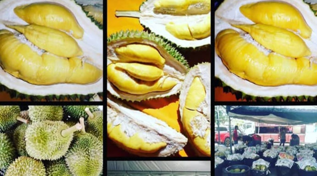 Durian Musang King dari Raub, Pahang, Malaysia menjadi incaran penikmat buah di Tiongkok. (ig@musangkingfresh)
