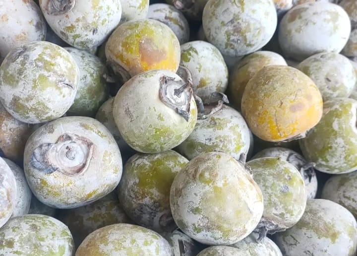 kesemek menjadi salah satu buah yang baik untuk menangkal penyakit. (ig@keboen_buah)