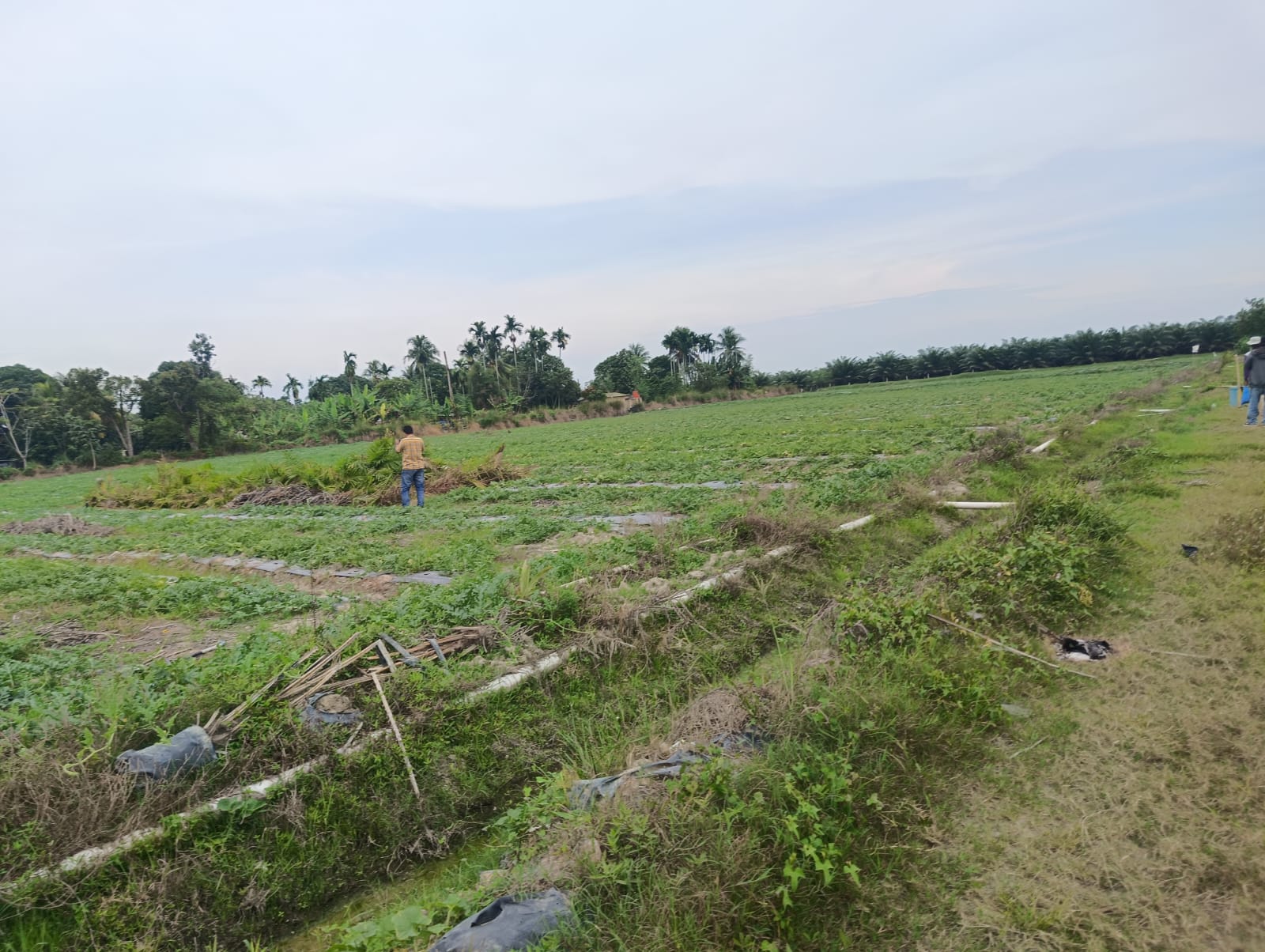 Tumpukan sampah dan material sisa banjir masih menutupi lahan pertanian para petani di Tapanuli Selatan pasca banjir bandang. (SUBANTA/SUMUT POS)