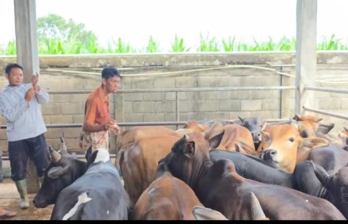 Sapi di Tabebuya Farmland sebelum dilakukan suntik vaksinasi. (Istimewa/Sumut Pos)